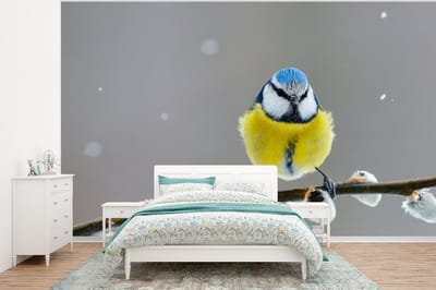 Behang - Fotobehang Pimpelmees - Vogel - Tak - Geel - Blauw - Breedte 320 cm x hoogte 240 cm