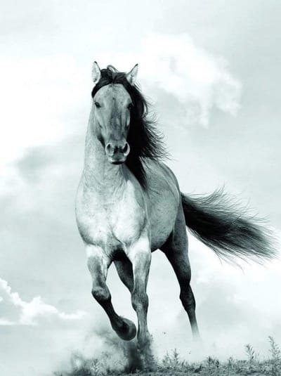 Kunstdruk Blonde Attitude - Mane in the wind 60x80cm