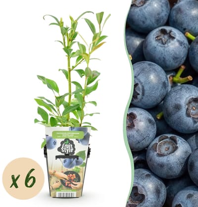 Green boutiQ - Fruitplanten - Blauwe Bes - Vaccinium corymbossum Northland - Winterhard - 6 Planten - Pot 9 cm - Blauwe Bes