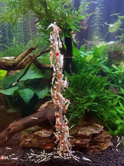 Aquarium knaller - Garnalen lolly's - Garnalenvoer - 11 cm - 12 stuks