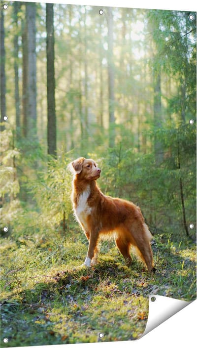 Gards Tuinposter Retriever Hond in het Bos met Zon - 80x120 cm - Tuindoek - Tuindecoratie - Wanddecoratie buiten - Tuinschilderij