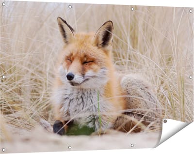 Gards Tuinposter Vos in de Duinen - 120x80 cm - Tuindoek - Tuindecoratie - Wanddecoratie buiten - Tuinschilderij