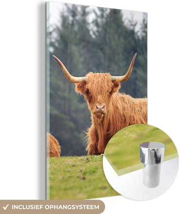 MuchoWow® Glasschilderij 120x180 cm - Schilderij acrylglas - Schotse Hooglanders - Gras - Bos - Foto op glas - Schilderijen