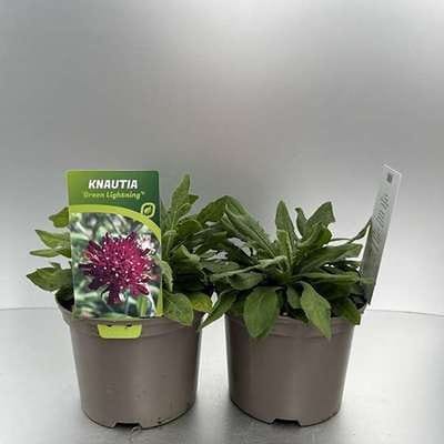 6x Breemdkroon - Knautia mac. 'Green Lightning' | 9x9 cm pot