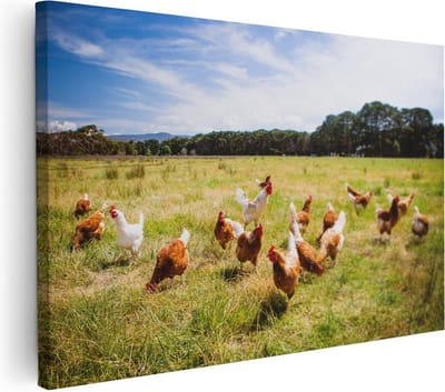 Artaza Canvas Schilderij Kippen Op Weiland - 30x20 cm - Klein - Wanddecoratie Natuur - Muurdecoratie Landschap - Kamer Accessoires