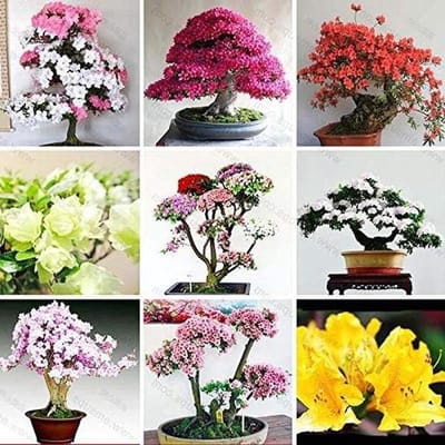 Azalea Zaden - Bloemzaad Mix - Tuinieren Buiten - Groeit In Alle Grond - 10 Stuks - Gemengd