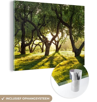 MuchoWow® Glasschilderij 120x90 cm - Schilderij acrylglas - Bomen - Natuur - Zon - Foto op glas - Schilderijen
