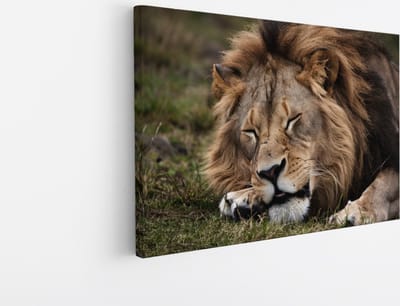 Saammp Canvas Schilderij - Slapende Leeuw - Dieren - Natuur - 45x30 - Foto op canvas - Wanddecoratie - Muurdecoratie Woonkamer - Slaapkamer decoratie - Canvas Print