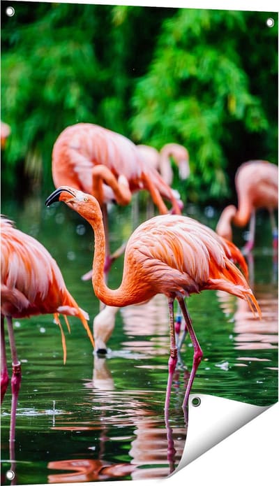 Gards Tuinposter Kudde Flamingo's in de Jungle in het Water - 60x90 cm - Tuindoek - Tuindecoratie - Wanddecoratie buiten - Tuinschilderij