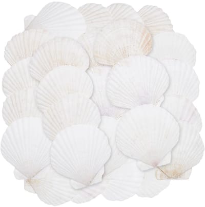 Dailygoods- Sint-Jakobsschelp 60 Stuks - Natuurlijke Zeeschelpen - Grote Schelpen 7,25-8,1 cm - Decoratie voor Bruiloft - DIY Ambachten - Oceaan Thema