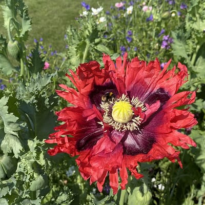Nostalgie - Veldbloemen Zaden Wilde Bloemen - 50 gram - 32 vierkante meter - Meerjarig
