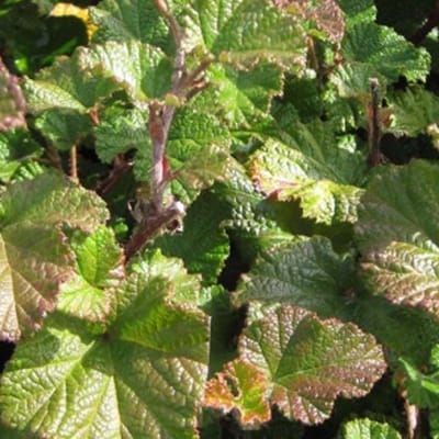 24 x Sierbraam 'Betty Ashburner' - Rubus 'Betty Ashburner' pot 9x9cm, voor 3m² : De veelzijdige bodembedekker voor uw tuin