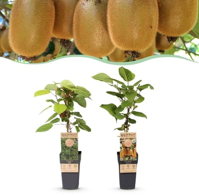 Green boutiQ - Fruitplant - Actinidia Weiki & Hayward - Kiwiplant - 1 Mannelijke - 1 Vrouwelijke - Planten - Groen - Pot 15cm - Hoogte 50cm