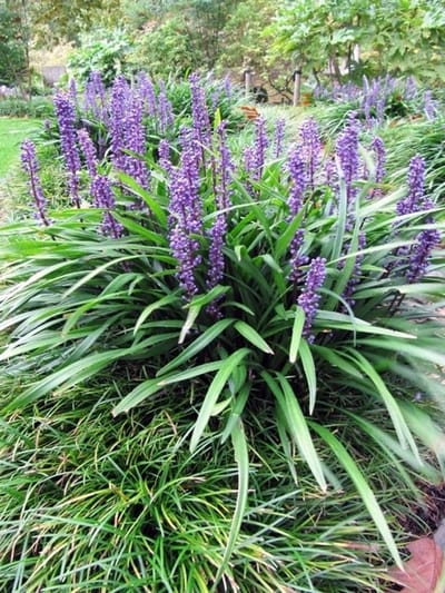 6x - Leliegras Ingwersen, siergras - Liriope muscari - Vaste planten - Bijen-Vlinders - Snijbloemen