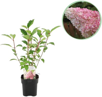 Plantenboetiek.nl | Pluim Hortensia - Hydrangea panniculata Vanille Fraise - Bloem Wit Roze - Bladverliezend - Grote Bloemen - Ø18cm - 40-50cm hoog - Tuinplant