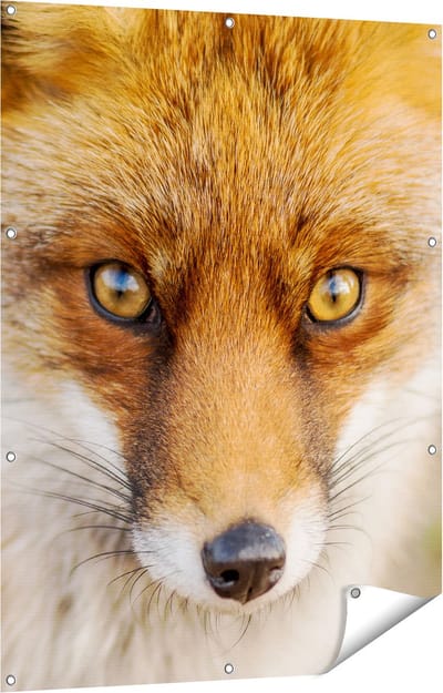Gards Tuinposter Vossenkop met Bruine Ogen - Vos - 90x120 cm - Tuindoek - Tuindecoratie - Wanddecoratie buiten - Tuinschilderij