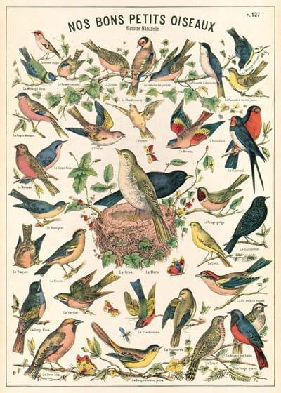 Cavallini & Co - Vintage poster/schoolplaat - Vogels (B)