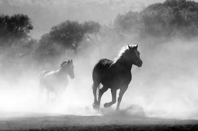 CANVASDOEK PAARDEN | Wanddecoratie | 30 CM x 20 CM | Schilderij | Foto op canvas | Aan de muur | Dieren | Natuur