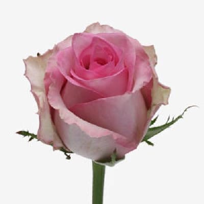 10x Rosa brigitte bardot 60cm