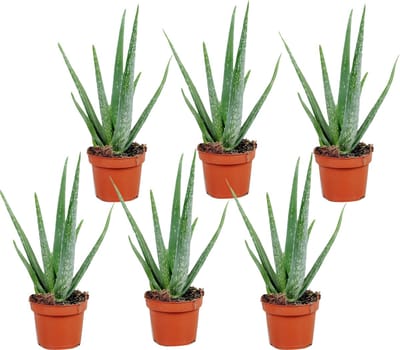 Plant in a Box - Aloë Vera - Set van 6 - Kamerplanten - Succulenten - Pot 10.5cm - Hoogte 25-40cm
