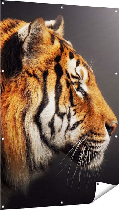 Gards Tuinposter Zijaanzicht van een Tijger - Tijgerkop - 100x150 cm - Tuindoek - Tuindecoratie - Wanddecoratie buiten - Tuinschilderij