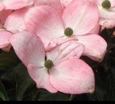 Cornus kousa 'Satomi' ('new red/rosabella') - Japanse Grootbloemige Kornoelje 60- 80 cm in pot