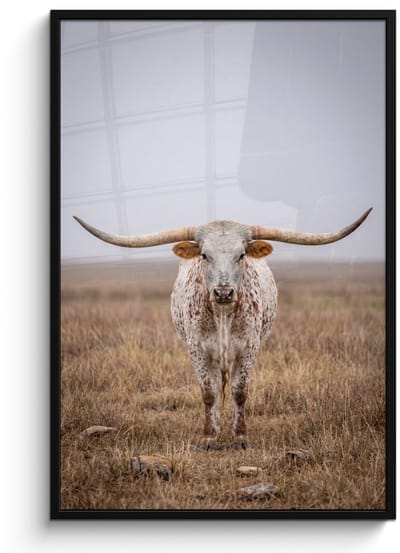 Poster in lijst - Fotolijst 80x120 cm - Posters - Longhorn - Grasveld - Dier - Posterlijst zwart - Decoratie - Wanddecoratie woonkamer - Muurdecoratie slaapkamer
