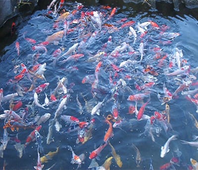 Coppens Koivoer Top Koi 6 mm 2,5 kg - visvoer - vissenvoer - vijvervoer - kleurvoer - korrels - voer - drijvend - koikarper - goudvis - all roud mix -muti Color