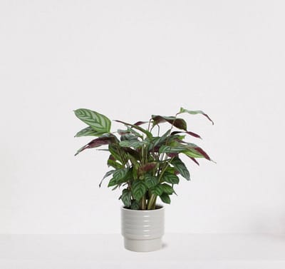 Calathea Compactstar in luxe sierpot Liam Offwhite – luchtzuiverende kamerplant – pauwenplant – living plant - 35-45cm - Ø13 – geleverd met plantenpot – vers uit de kwekerij