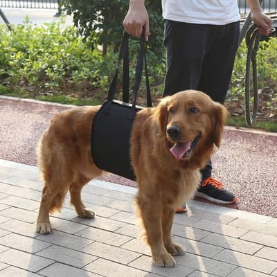 Dailygoods- Veiligheidsharnas XL - Hondenliftband - Antisliphandgreep - Polyester - Draagbaar - Ondersteuning voor beperkte mobiliteit - Hondenharnas
