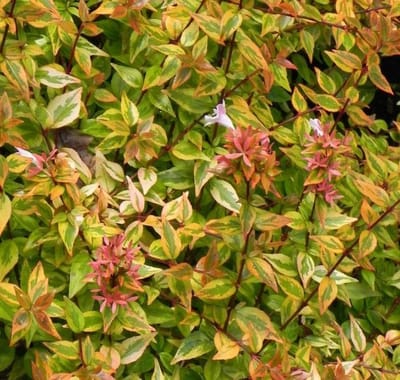 Abelia Grandiflora Kaleidoscope - Abelia 25-30 cm in pot