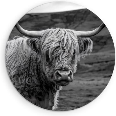 Saammp Muurcirkel Hout - Schotse Hooglander Koe in de wei - Zwart-Wit - Dieren - Portret - Ø 90 - Wandcirkel - Wanddecoratie Cirkel - muurdecoratie Woonkamer - Slaapkamer decoratie - Rond Schilderij