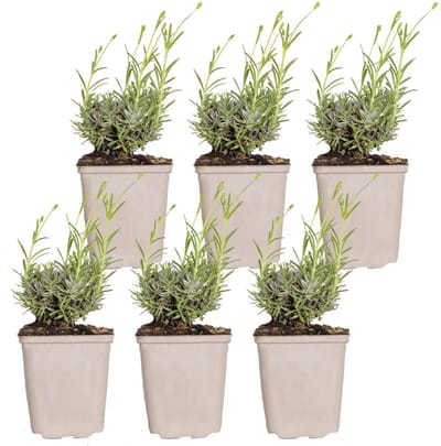 Bloomique - Set van 6 - Lavandula Angustifolia Hidcote - Echte Lavendel - Lavendel Plant - Winterhard - Hoogte 10-20 cm - Pot 9x9 cm