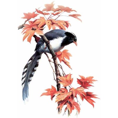 5D Diy Diamant Borduren Cartoon Vogel Diamant Mozaïek Versier Broderies Diamant Schilderij 20X30 black
