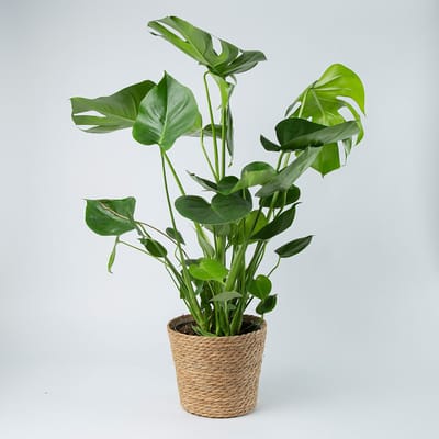 BloomKado | Kamerplant | Monstera Deliciosa | Gatenplant | 65cm | Ø 19cm