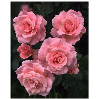 Roze Roos Bloemen Diamantschilderij Rode Roos Ronde Volledige Boor Borduurwerk Boeket Bloemen Kruissteek 20X30CM pink