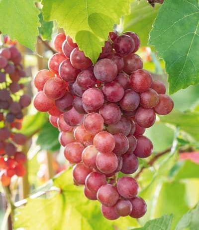 Druivenplant Vanessa - Fruitstruik - Zelf Oogsten - Pitloze Rassen - 300 cm Hoog - Groen