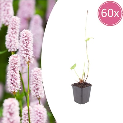 Tuinplantenshop.com | Persicaria bistorta | 60 stuks - Ø9cm - 10-25cm hoog - Tuinplant