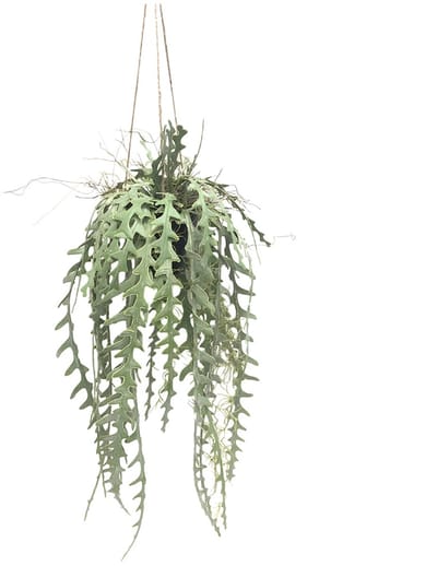Kunstplant Zaagtand Cactus Hang - 107 cm