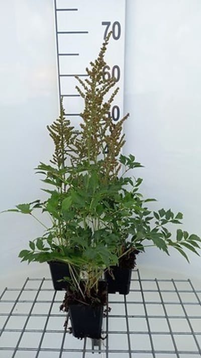 6x Prachtspirea - Astilbe (a) 'Amethyst' | 9x9 cm pot
