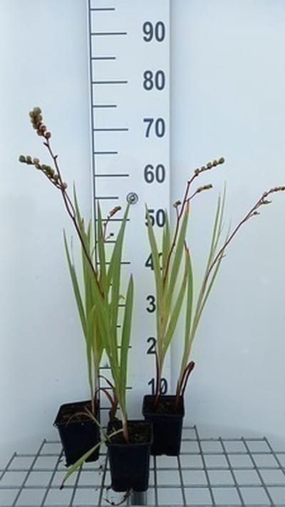 6x Montbretia - Crocosmia hybr. 'Emberglow' | 9x9 cm pot