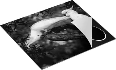 Chefcare Inductie Beschermer Twee Kaketoes in de Bomen - Zwart Wit - 60x50 cm - Afdekplaat Inductie - Kookplaat Beschermer - Inductie Mat