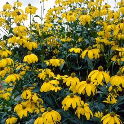 Glansrudbeckia (Rudbeckia Nitida) - Zonnehoed Herbstsonne - (Driepack) - Vaste planten - Snijbloemen - Zomerbollen