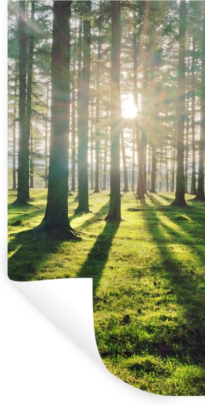 Muurstickers - Sticker Folie - Bomen - Natuur - Bos - 40x80 cm - Plakfolie - Muurstickers Kinderkamer - Zelfklevend Behang - Zelfklevend behangpapier - Stickerfolie