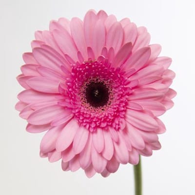 45x Gerbera pre-semmy 70cm