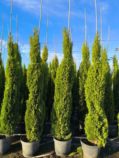 Sunny Tree - Cipres - Cupressus Sempervirens Totem - Groenblijvende Coniveer- Italiaanse cipres totem - 160 cm - Winterhard