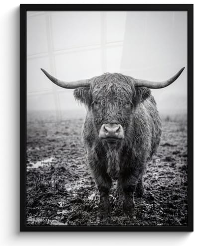 Poster in lijst - Fotolijst 60x80 cm - Posters - Schotse hooglander - Zwart - Wit - Gras - Posterlijst zwart - Decoratie - Wanddecoratie woonkamer - Muurdecoratie slaapkamer
