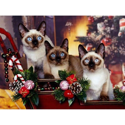 Diamantschilderij  Kerstmis en Kat  Borduurrond Diamant Kruissteek Strass Mozaïek Decor 20X30CM