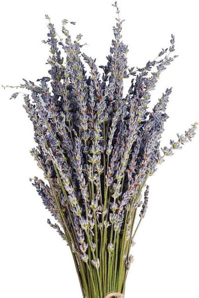 Gedroogde Lavendel - Bloemenboeket - Ontspannen Sfeer Creëren - Natuurlijke Schoonheid Behoud - 40 cm - Paars
