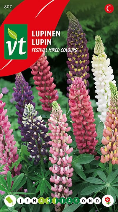 Lupine Festival Gemengd Zaden - Vaste Planten met Lange Bloemstengels in Rijke Kleuren